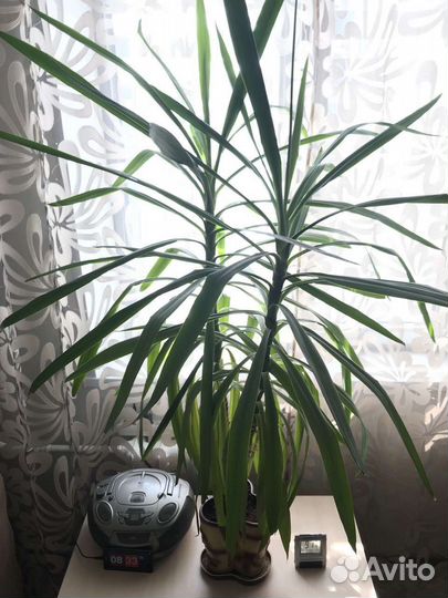 Юкка слоновая