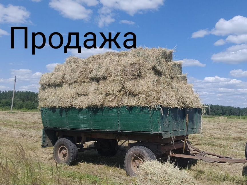 Сено в тюках