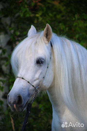 Лошадь пони