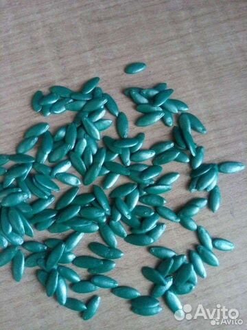 Самый Лучший гибрид огурца из Испании Бэрд F1