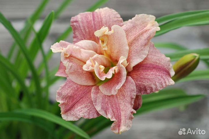 Лилейник Сортовые