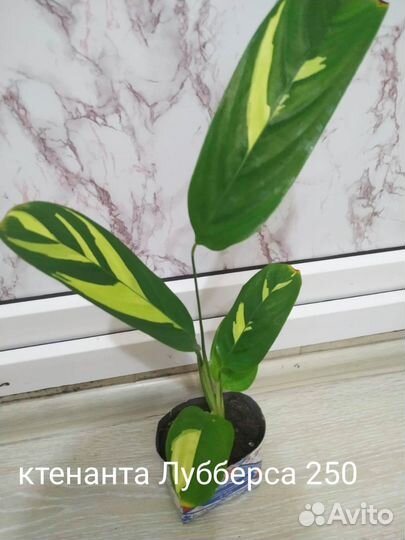 Комнатные цветы