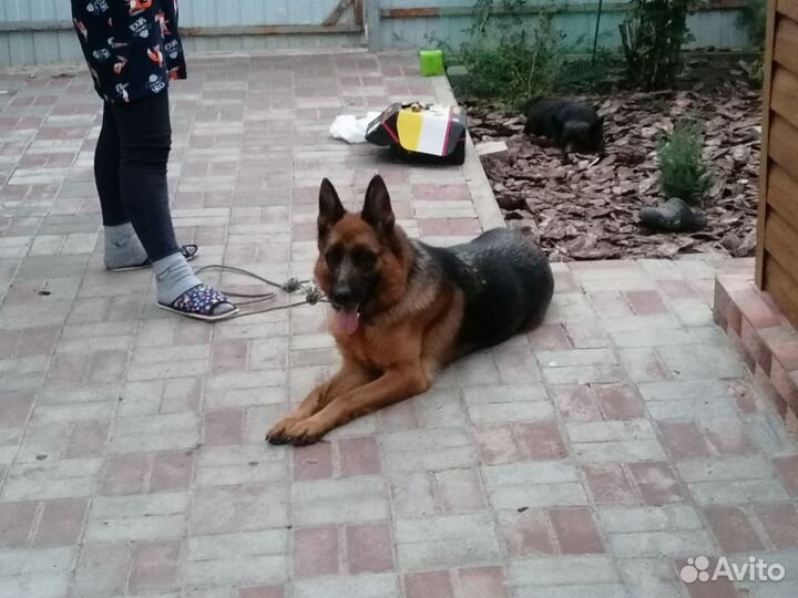 Немецкая овчарка