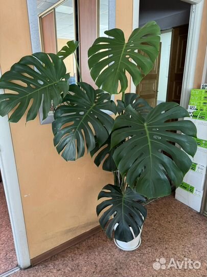 Монстера 170 см с горшком