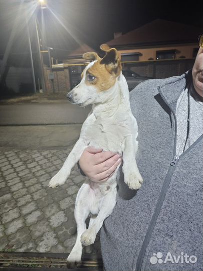 Найдена собака Анапская