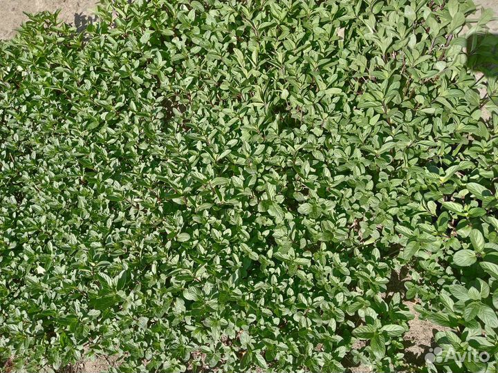 Мята шоколадная