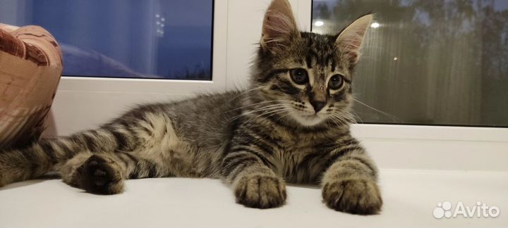 Котенок мальчик