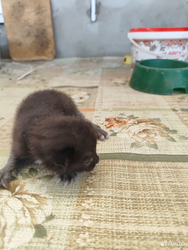 Котята в добрые руки бесплатно мальчик,2девочки