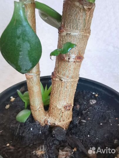 Толстянка древовидная