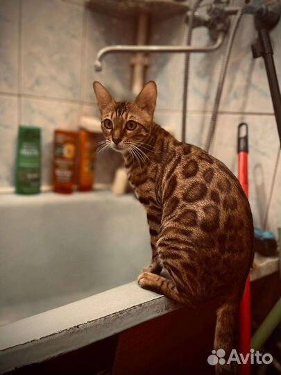 Бенгальские коты
