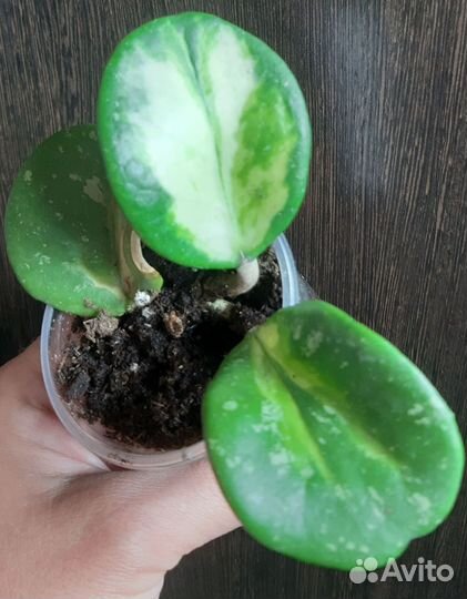 Хойя обовата вариегатная, макрофилла сплэш