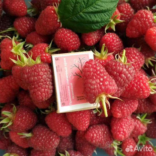 Ремонтантная малина