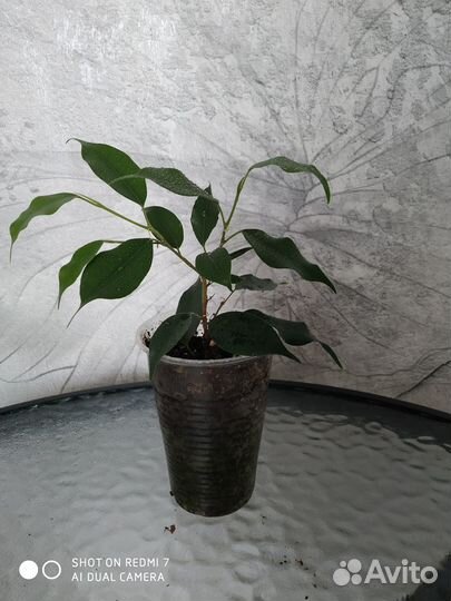 Фикус бенджамина