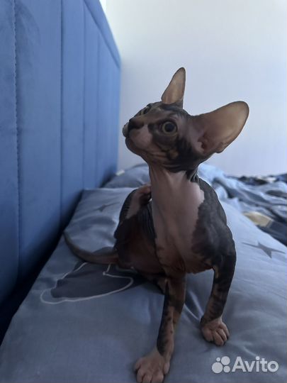Котенок 2.5 мес сфинкс девочка