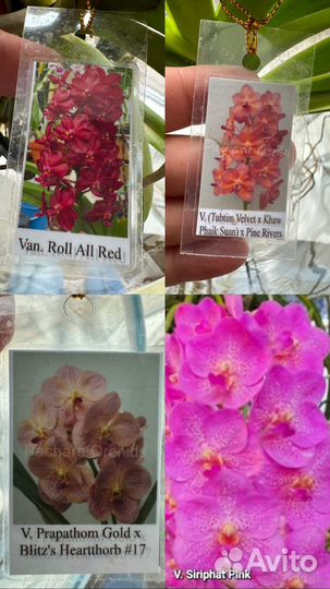 Орхидеи Ванда коллекционные