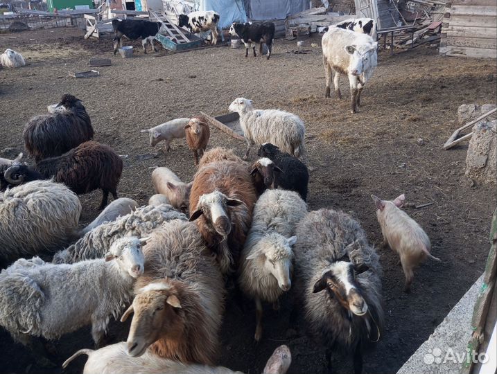 Овцы бараны ягнята