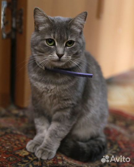 Кошка Илона в добрые ручки