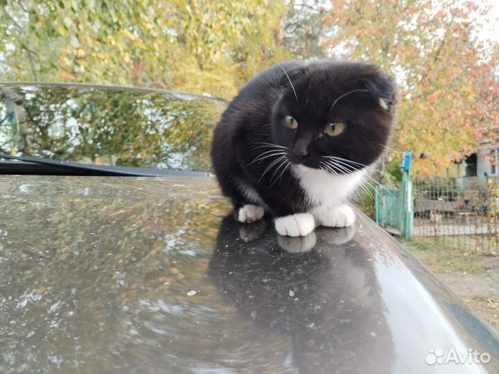 Кошки вислоухие