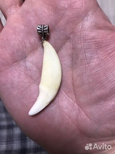 Зуб волка, клык волка