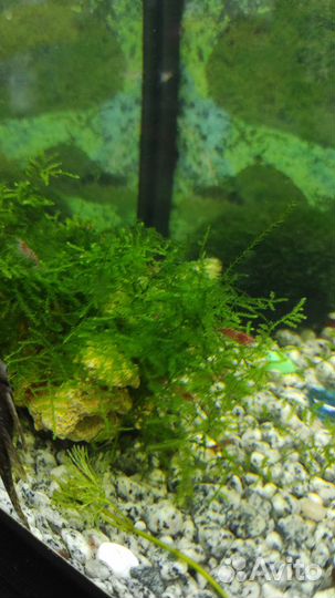 Креветки Вишни и простые