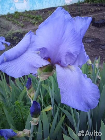 Ирисы