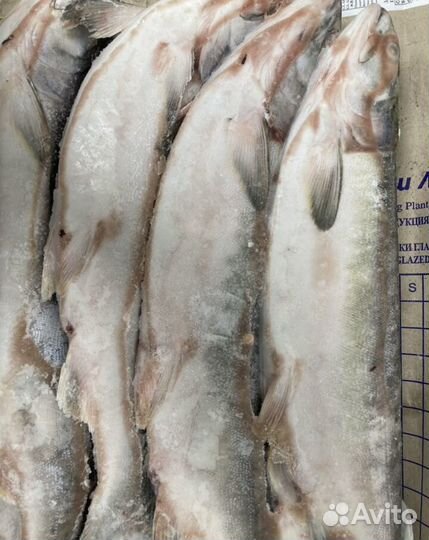 Горбуша с икрой вылов 2023