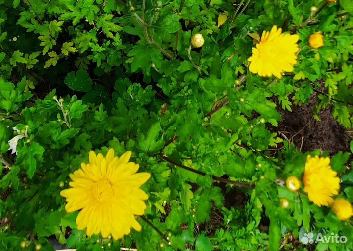 Хризантема