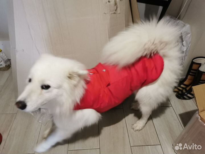 Куртка для большой собаки
