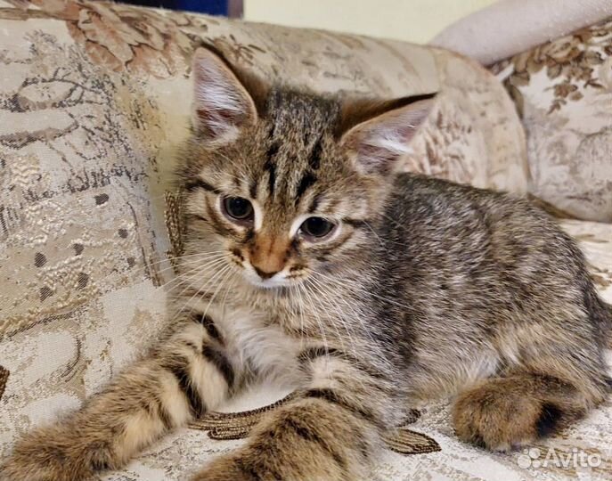 Котята малышата