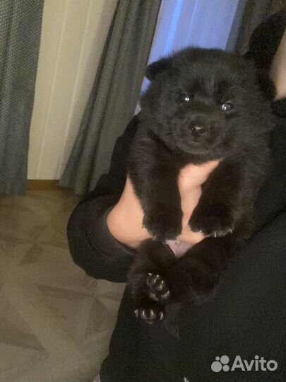 Чистокровные Щенки шипперке