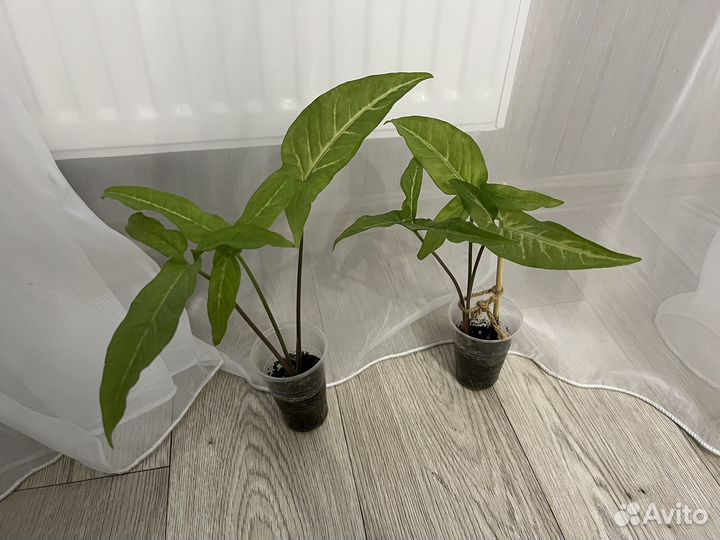 Сингониум spear point / комнатный цветок