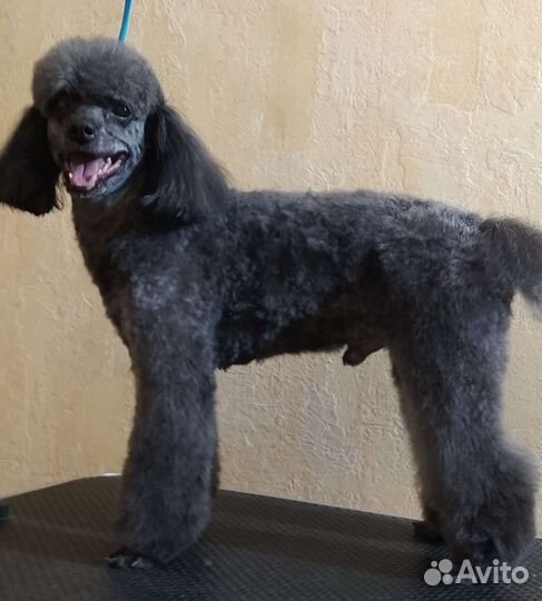 Стрижка собак, кошек