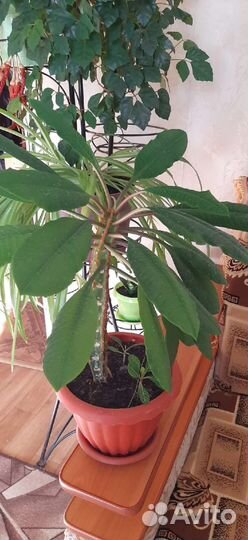 Молочай беложильчатый /зефирантес