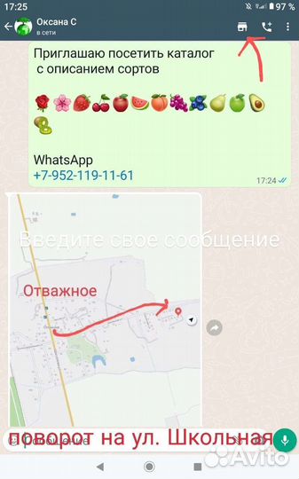 Роза Бигуди патио