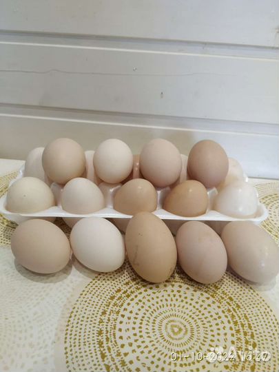 Домашние куриные яйца