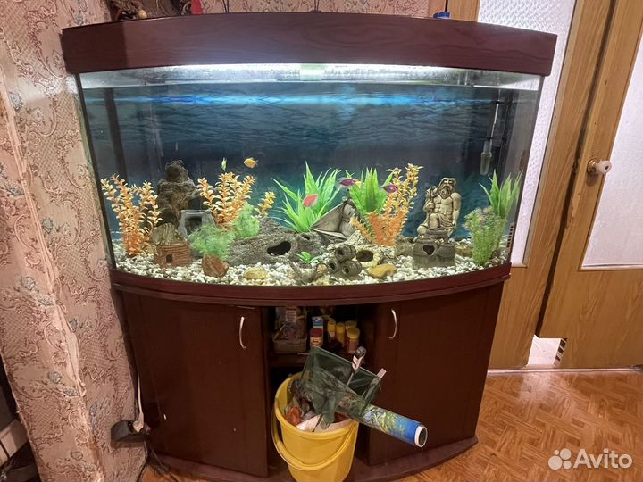 Аквариум с рыбками