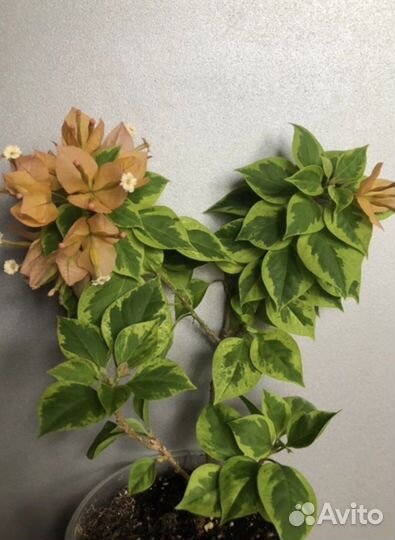 Коллекционные и базовые сорта