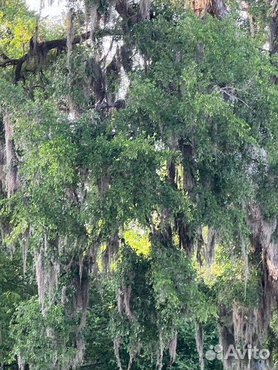 Саженцы березы, манчжурского ореха