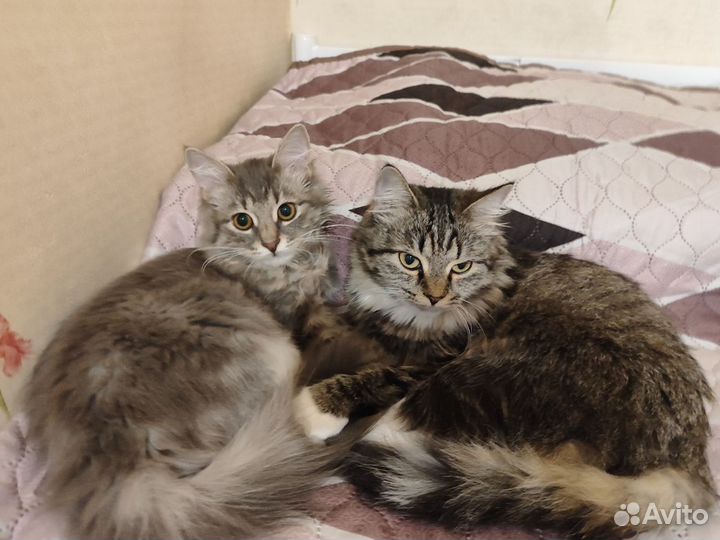 Передержка животных:кошки, собаки, птицы,грызуны