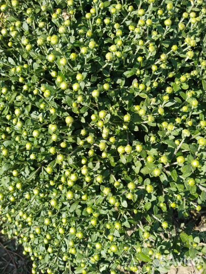 Хризантема мультифлора