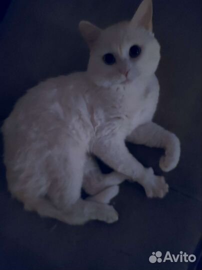 Отдам кота в хорошие руки