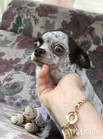 Возрастная чихуахуа в добые руки