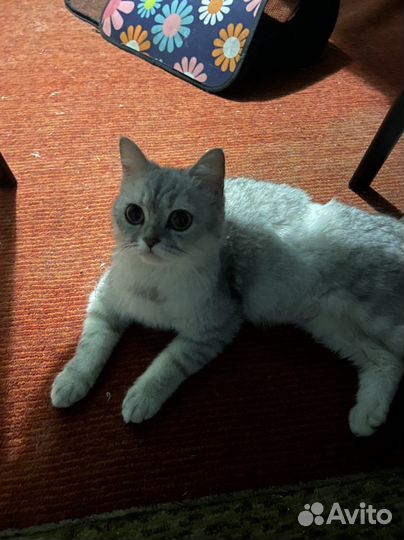 Котенок и кошка