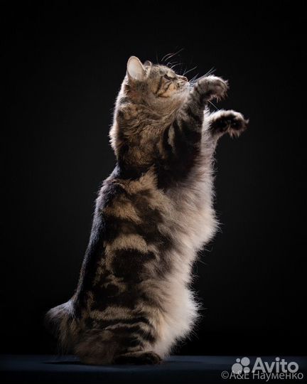 Котята курильский бобтейл (питомник)