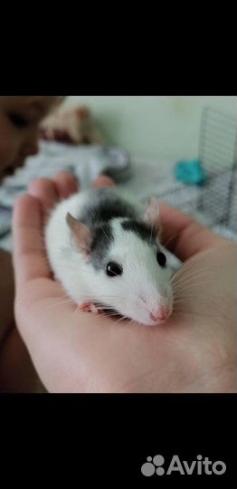 Передержка грызунов