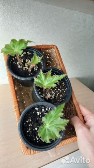 Комнатные растения