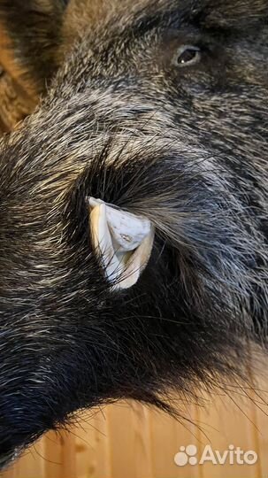 Чучело голова кабана трофейное