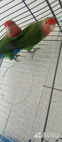 Клетка для птиц