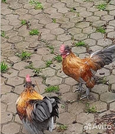 Бентамки. Карликовые куры. Петушки