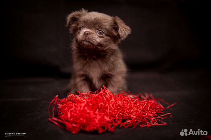 Щенки чихуахуа лиловый